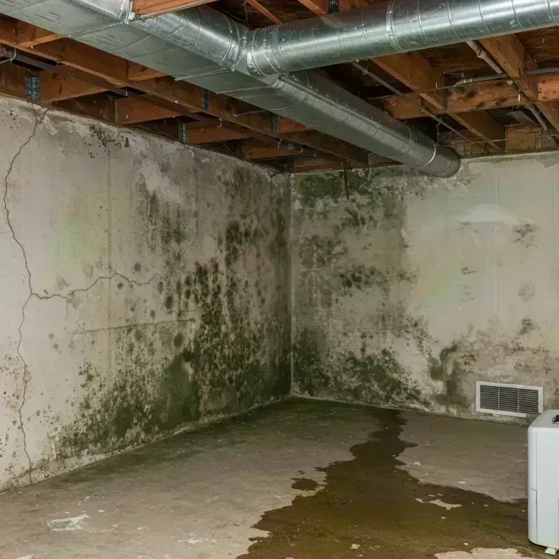 Professional Mold Removal in Sardis City, AL